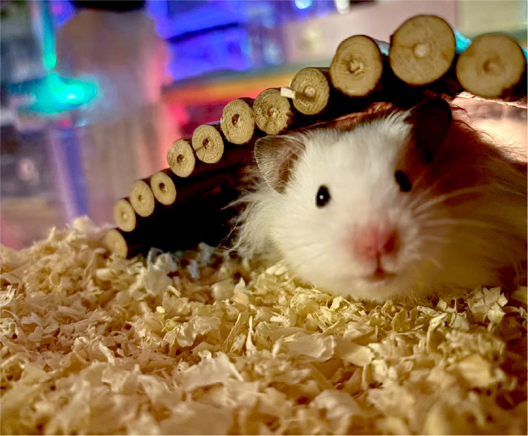 夜の動物ふれあい体験イメージ2