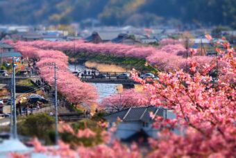 【周辺地域イベント紹介】2025年 河津桜まつり開幕！