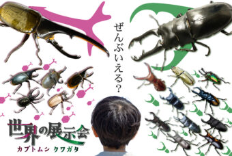 世界のカブトムシ・クワガタムシ展示会開催中