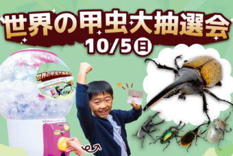 レア甲虫をゲットできるチャンス！