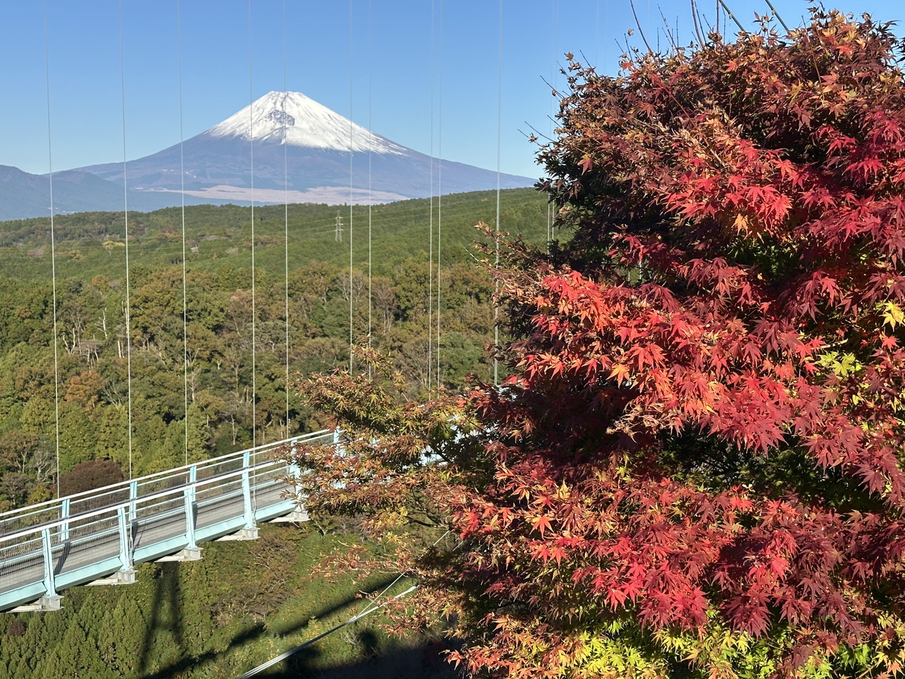 秋のおすすめポイントをご紹介！ | 絶景と発散。 富士山を望む大吊橋