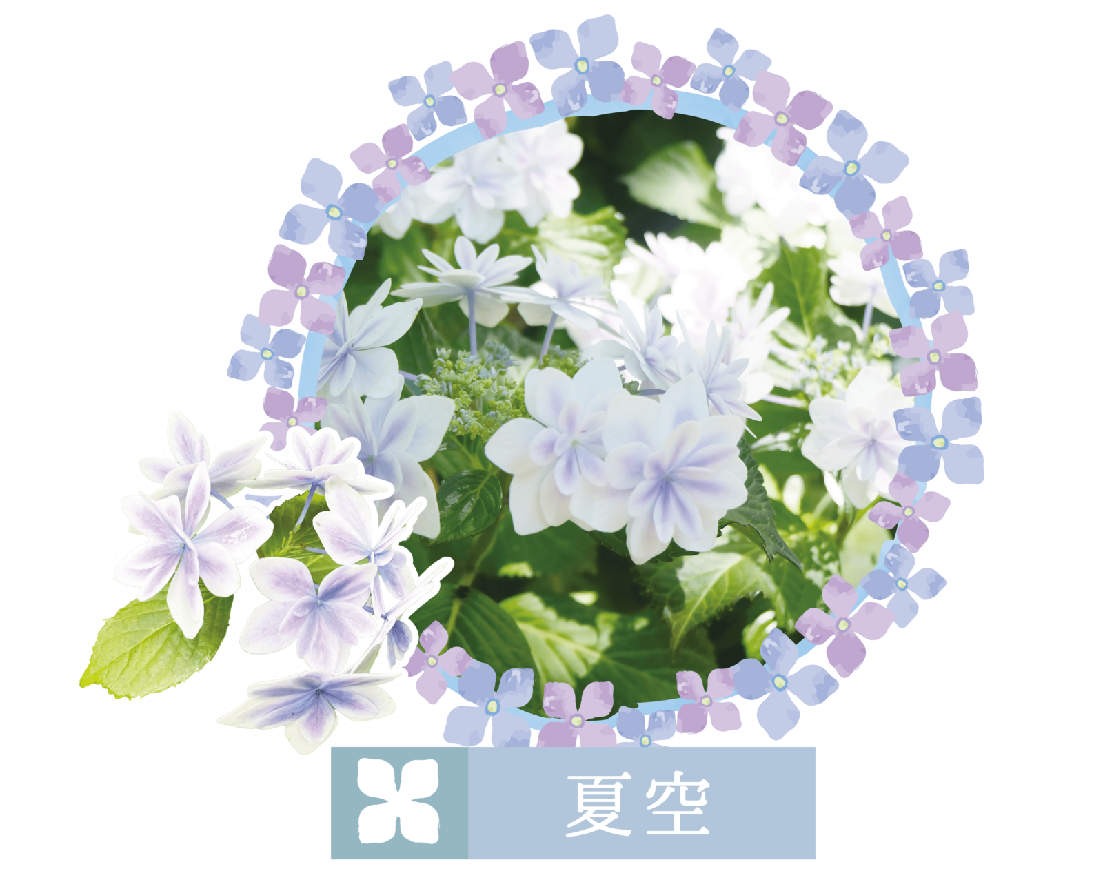 오리지널 품종 나츠조라 그래픽