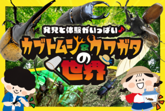 夏のわくわく！「カブトムシ・クワガタムシ」イベント開催