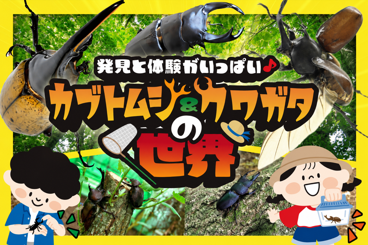 思い出つくろう!【カブトムシ・クワガタ】イベント | 三島市イベント 思い出つくろう!【カブトムシ・クワガタ】イベント | 三島市イベント