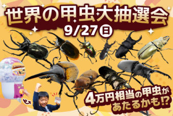 9/27(日)　カブトムシ・クワガタ大抽選会開催！